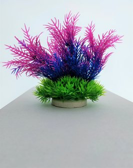 aquarium nep plant