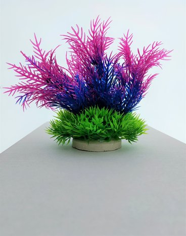 aquarium nep plant