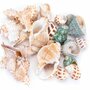 Nobleza Aquariumdecoratie - Schelpen - Mix - 40 stuks