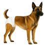Nobleza luier voor honden XXL