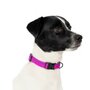 Jack and Vanilla Hondenhalsband - Nylon - Roze - 35 cm