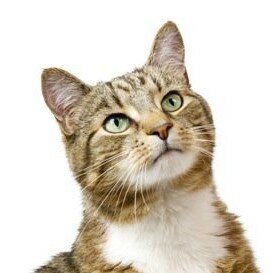 Kan weerstaan Diakritisch tijdschrift Katten spullen kopen - verenadierenartikelen