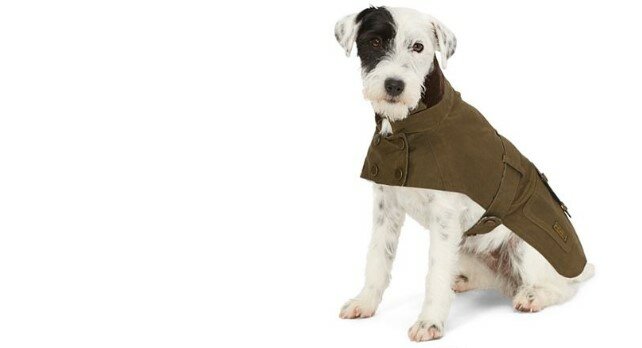 Kleding-voor-honden