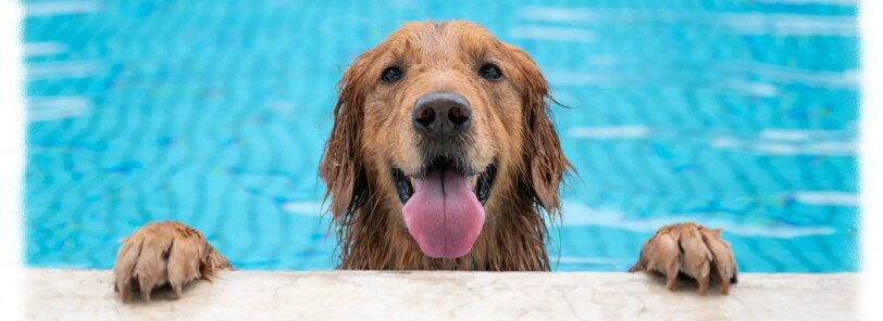 Honden-waterspeeltjes