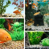 Nobleza Aquarium bodembedekking - Kleurenmix - Kiezels - 400 gram_