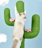 Katten Krabpaal cactus