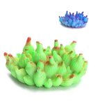 Koraal bloeiend fluorescerend Koraal bloeiend fluorescerend