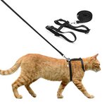 Kattentuigje zwart met riem Kattentuigje zwart met riem