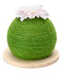 Katten krabbol Cactus Katten krabbol Cactus