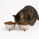 Nobleza Voerbak met standaard voor hond en kat - Dubbel - RVS - Maat S Nobleza Voerbak met standaard voor hond en kat - Dubbel - RVS - Maat S