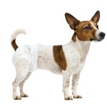 Nobleza Luiers voor hond en kat - Maat S - 22 / 40 cm - 12 Stuks Nobleza Luiers voor hond en kat - Maat S - 22 / 40 cm - 12 Stuks