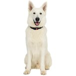 Nobleza Hondenhalsband met kliksluiting - Zwart - Reflecterend - Maat L - 60 cm Nobleza Hondenhalsband met kliksluiting - Zwart - Reflecterend - Maat L - 60 cm