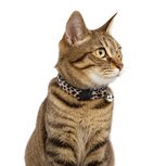 Nobleza Kattenhalsband wit / bruin - Panterprint Nobleza Kattenhalsband wit / bruin - Panterprint
