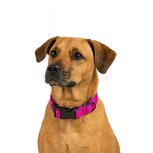 Jack and Vanilla Hondenhalsband - Nylon - Kliksluiting - Roze - 47 cm Jack and Vanilla Hondenhalsband - Nylon - Kliksluiting - Roze - 47 cm