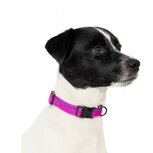 Jack and Vanilla Hondenhalsband - Nylon - Kliksluiting - Roze - 35 cm Jack and Vanilla Hondenhalsband - Nylon - Kliksluiting - Roze - 35 cm