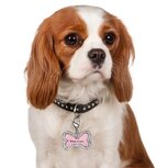 Nobleza Halsbandhanger voor hondje Nobleza Halsbandhanger voor hondje