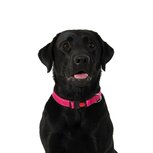 Nobleza Hondenhalsband met kliksluiting - Roze - Reflecterend - 60 cm Nobleza Hondenhalsband met kliksluiting - Roze - Reflecterend - 60 cm