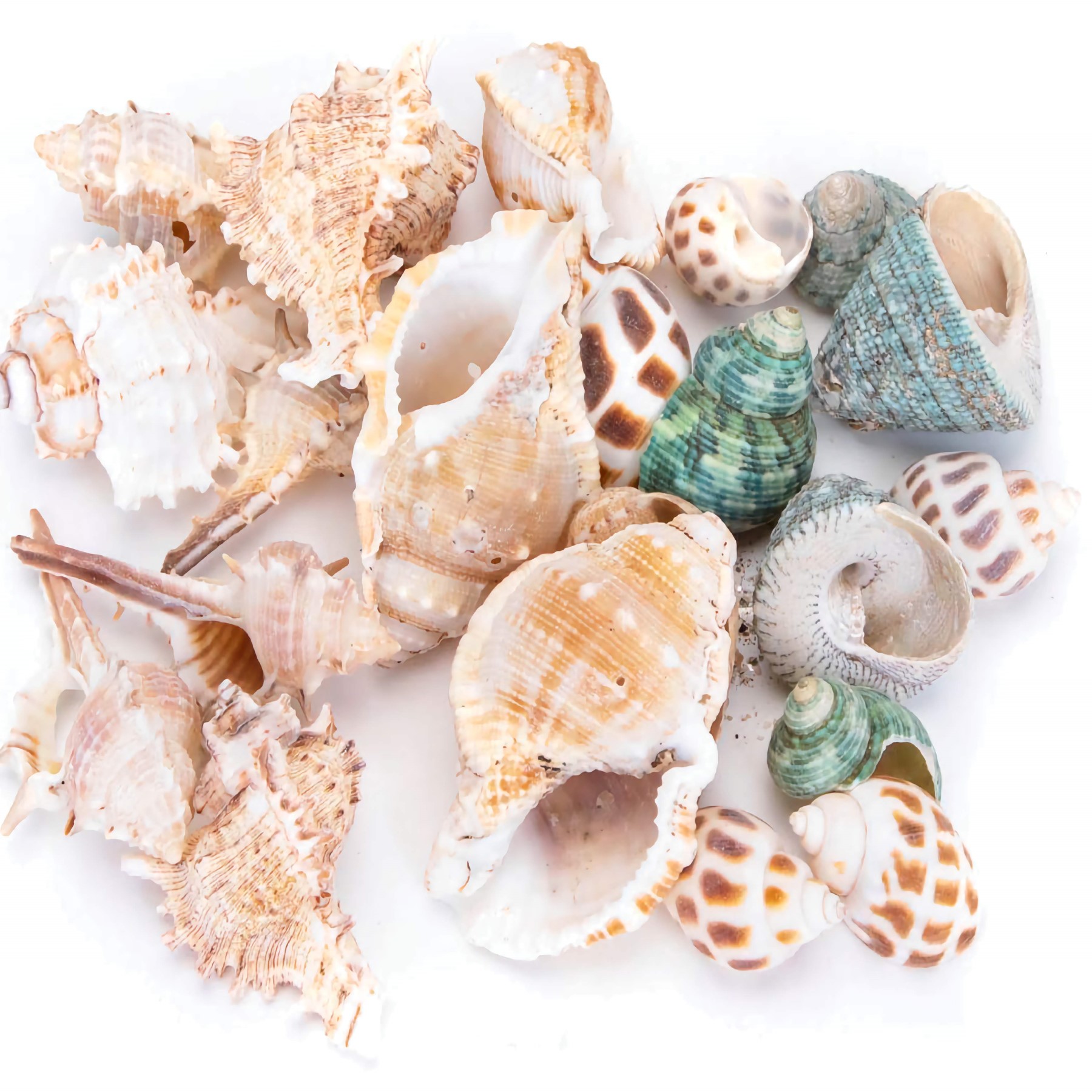 Nobleza Aquariumdecoratie - Schelpen - Mix - 40 stuks